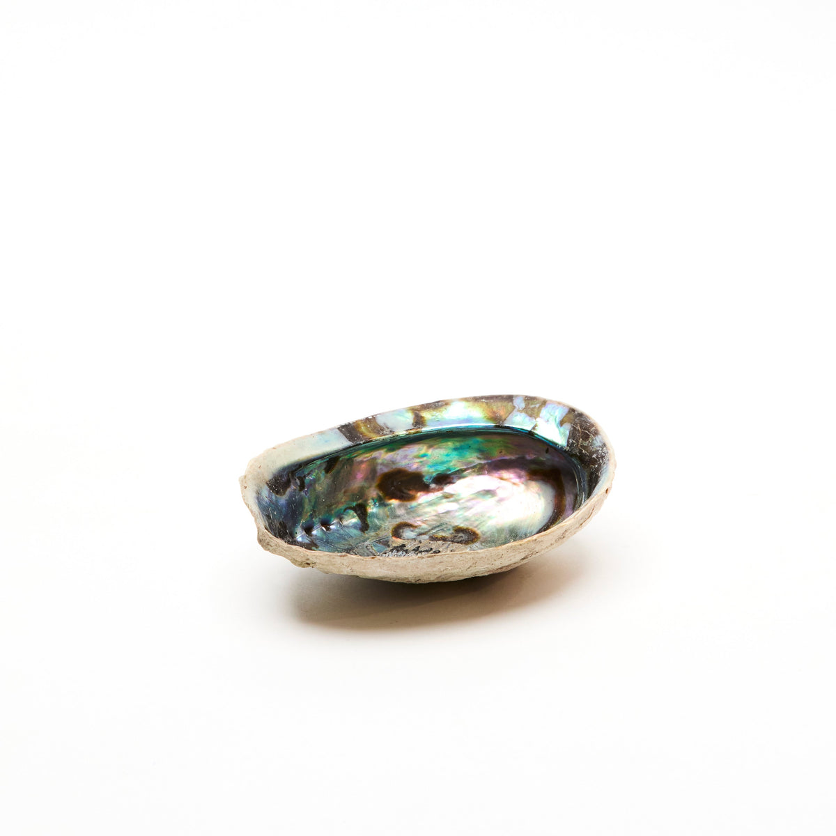 Abalone Smudge Bowl | Unpolished