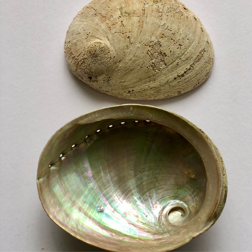Abalone Smudge Bowl | Lux Large