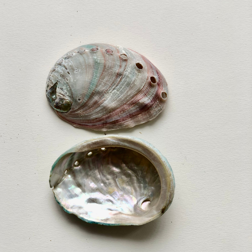 mini abalone shell for smudging 