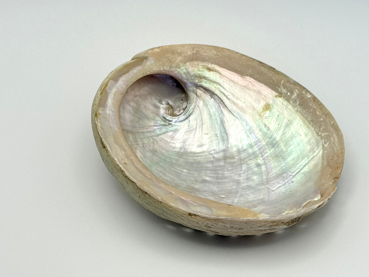 Abalone Smudge Bowl | Kit Lux Small