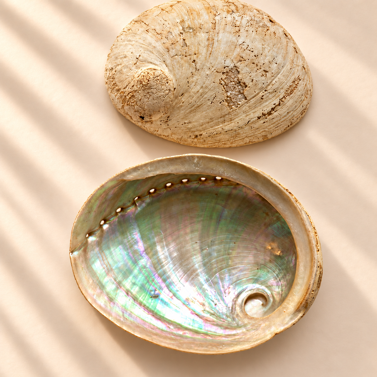 Natural abalone shell smudging bowl showing its textured cream and beige exterior and iridescent mother-of-pearl interior with shimmering green, pink and blue tones, displayed on a warm neutral background.