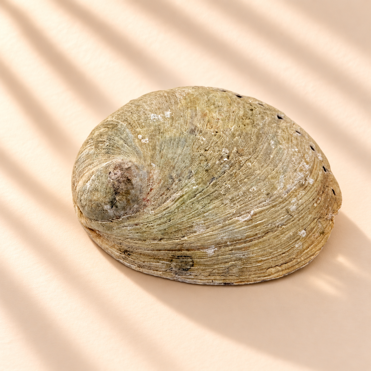 Back view of a natural abalone shell smudging bowl showing its textured beige and cream exterior, organic ridges and natural markings, photographed on a warm neutral background with soft sunlight.
