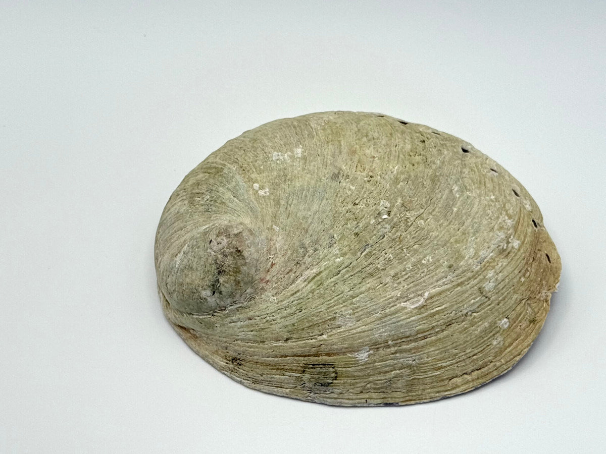 Abalone Smudge Bowl | Kit Lux Small